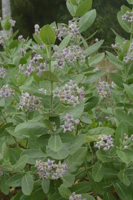 路边一捏就爆的有毒果子以后给我们做衣服棉被！